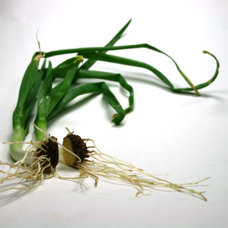 regrow-veggies-dip-feed-1