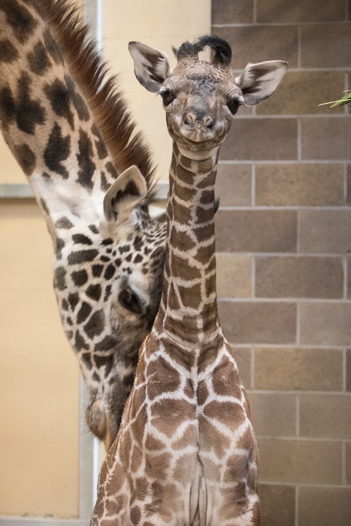 Zoo-born-baby-animals-dip-feed-5